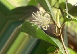 augmented_Alangium lamarckii flower9_0_7313.jpeg